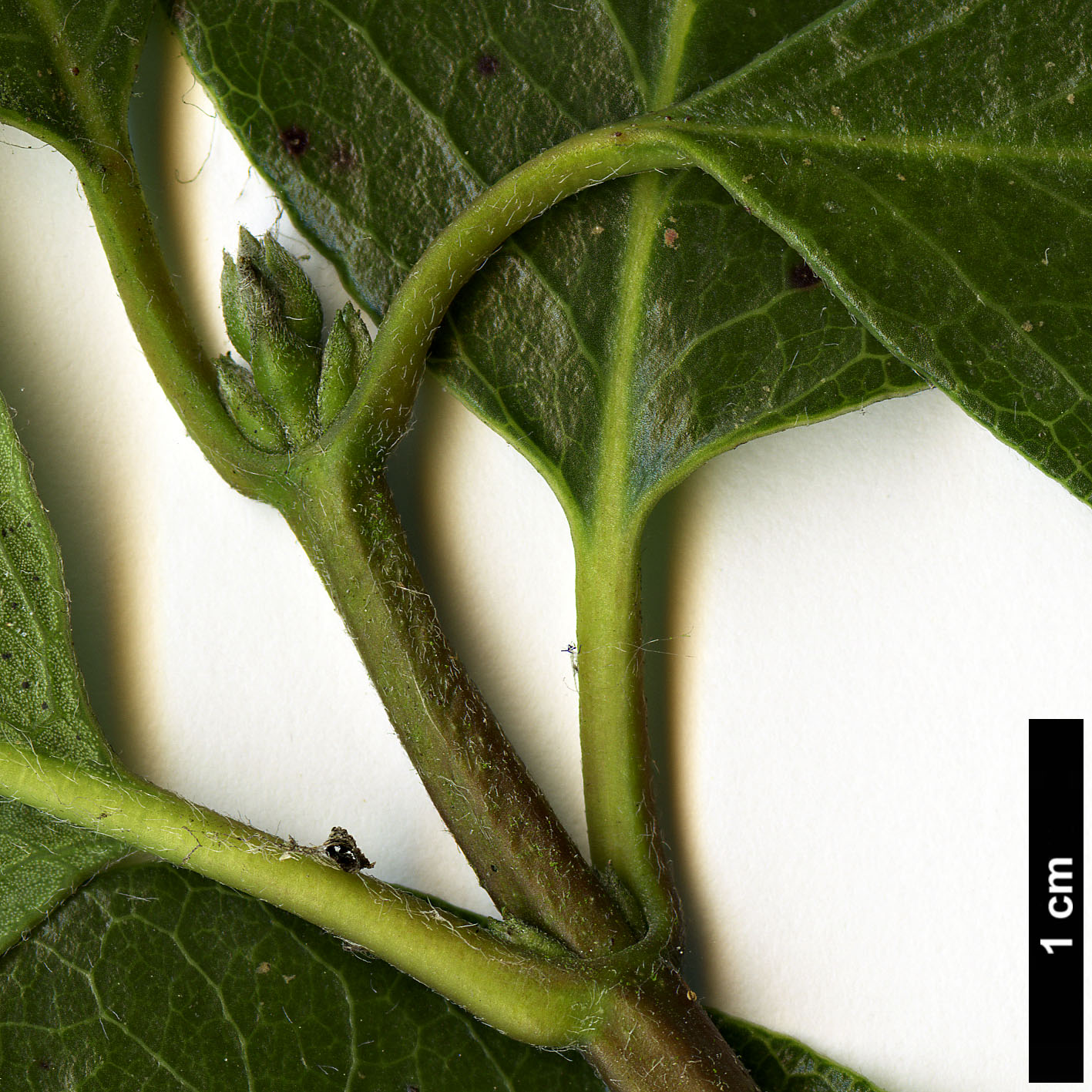 High resolution image: Family: Garryaceae - Genus: Garrya - Taxon: ×issaquahensis (G.elliptica × G.fremontii)